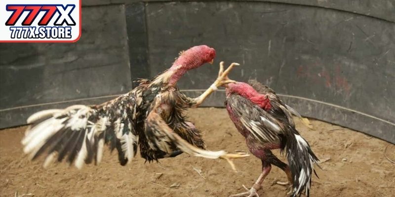 Không gian giải trí đá gà 777X với nhiều trận đấu kịch tính